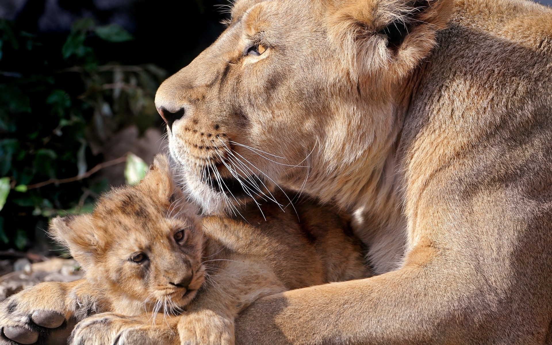 animaux chat mammifère lion faune animal prédateur zoo mangeur de viande safari fourrure sauvage chasseur portrait nature grand oeil panthère danger lionne