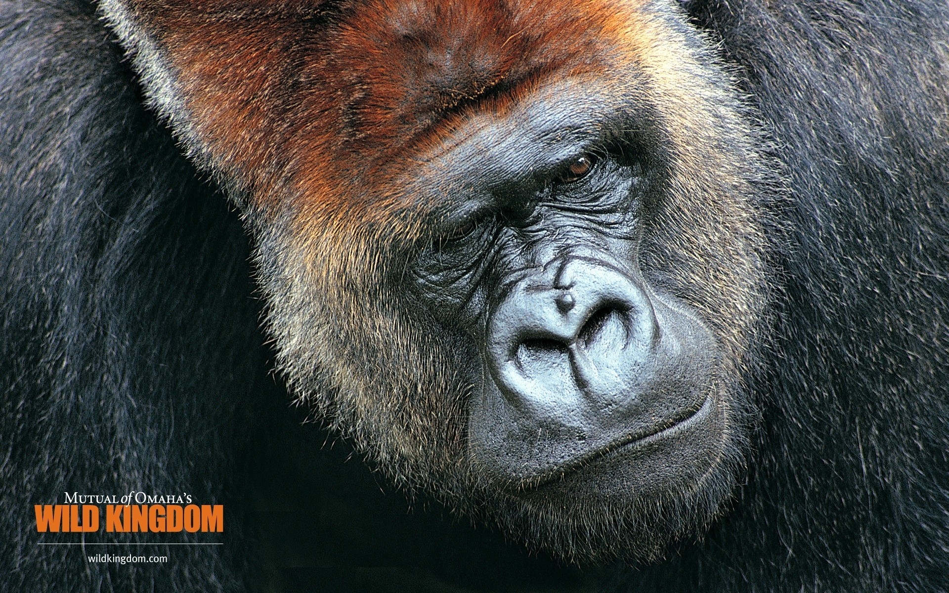 animaux faune mammifère tordre primat animal zoo fourrure sauvage singe gorille portrait grand poilu