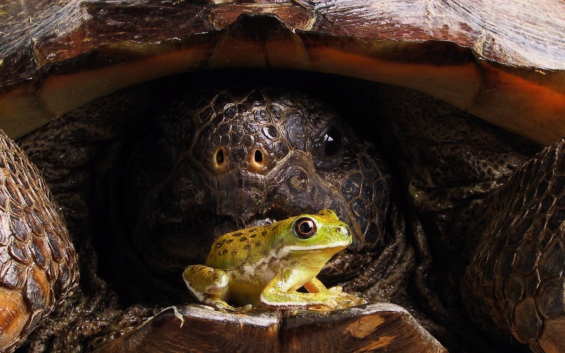 reptiles et grenouilles tortue tortue gazebo coquille lent la faune la nature amphibien animal unique bouclier