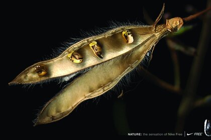 Un insecte inhabituel semblable au fer