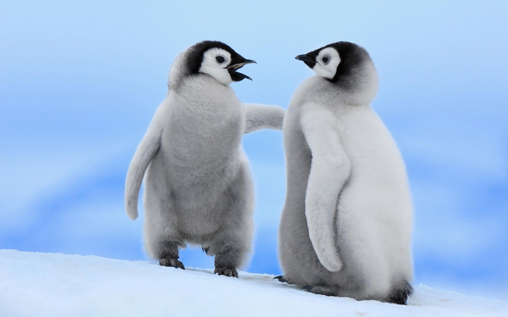 animaux neige hiver givré oiseau faune froid mammifère animal polaire pingouin enfant