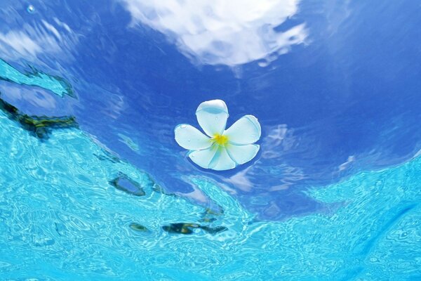 Fleur dans l eau claire bleue