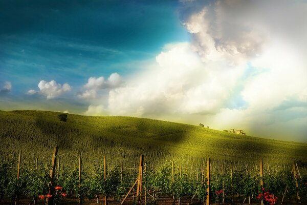 Vignobles sous le soleil sur le flanc des montagnes