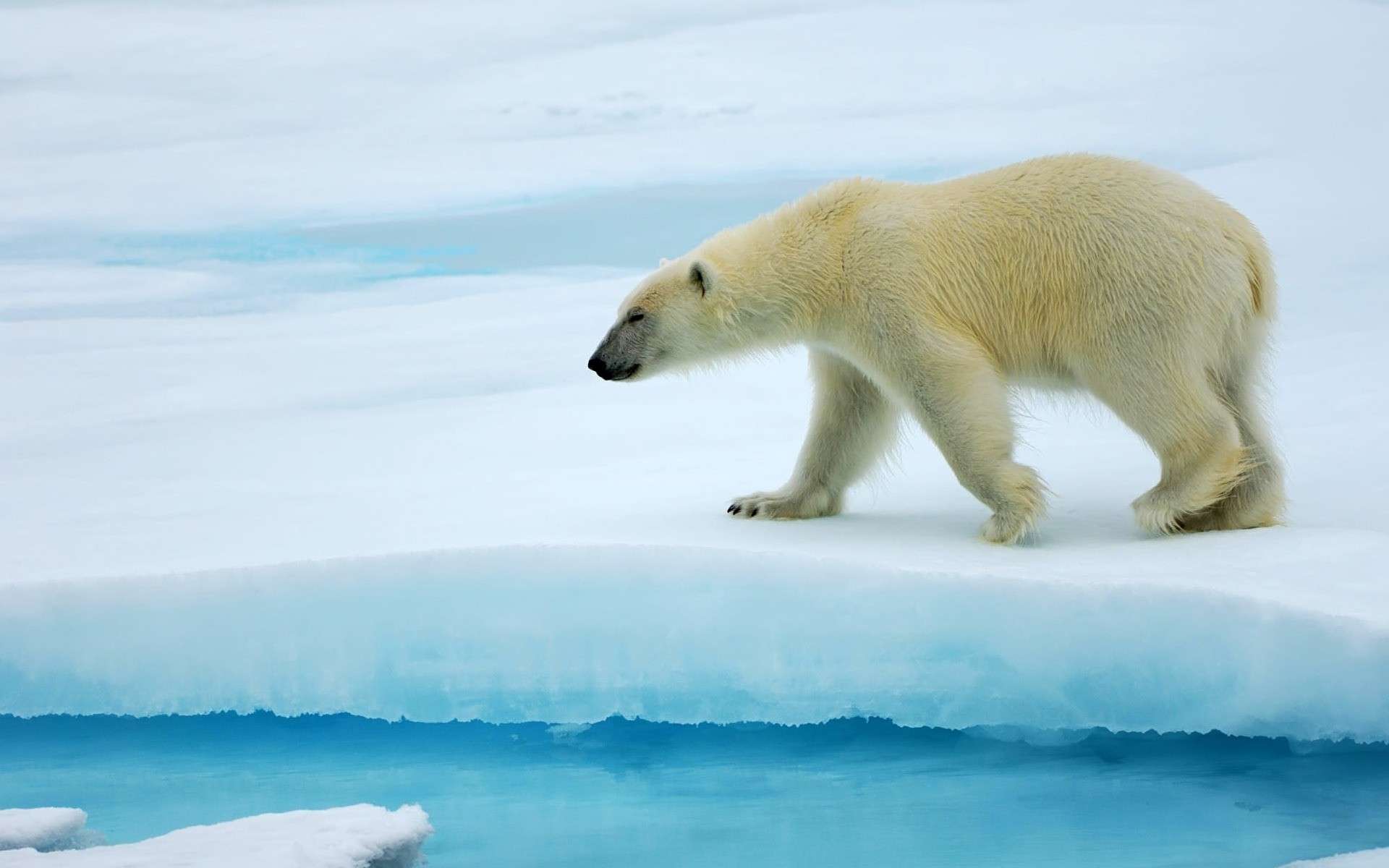 animaux givré neige hiver eau glace à l extérieur mammifère la faune polaire nature froid ours ours polaire