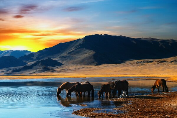 Les chevaux au bord du lac sont venus abreuvoir