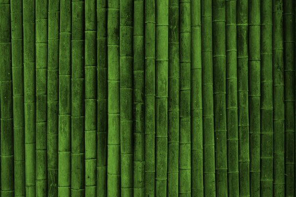 Haie imprenable en bambou vert