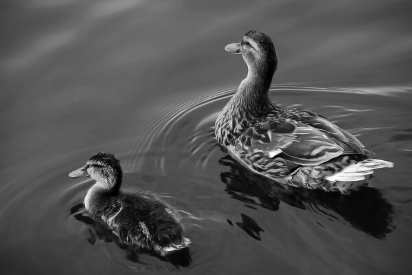 Canard avec un canard flottant sur l eau