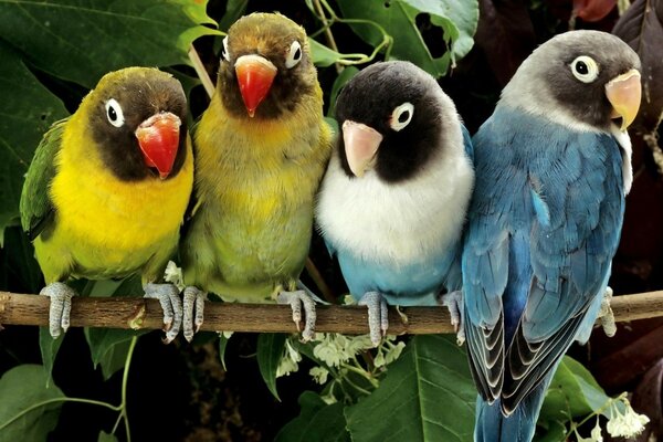 Perroquets inséparables symbole de fidélité