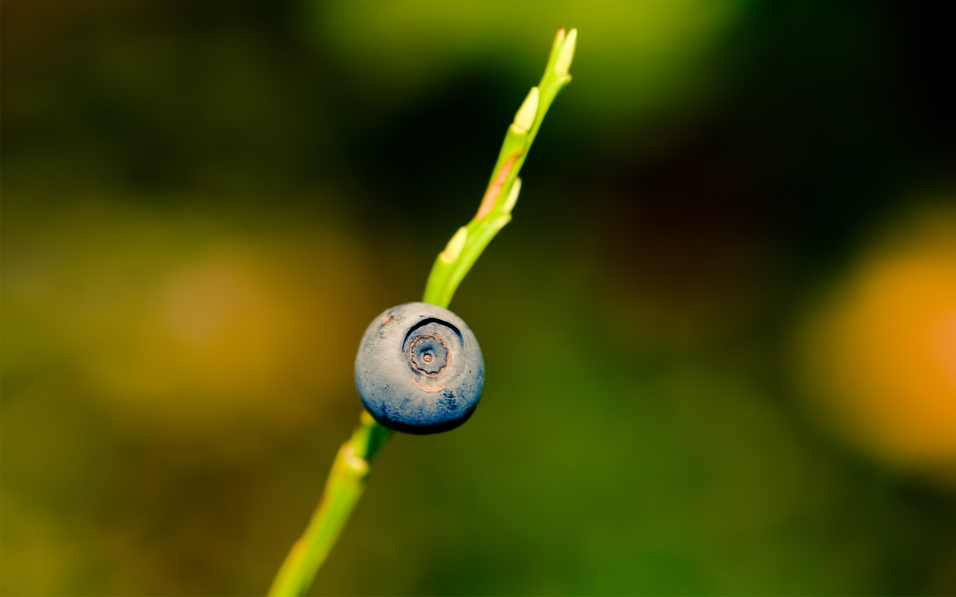 nature feuille flore flou couleur été jardin croissance à l extérieur chute fruits