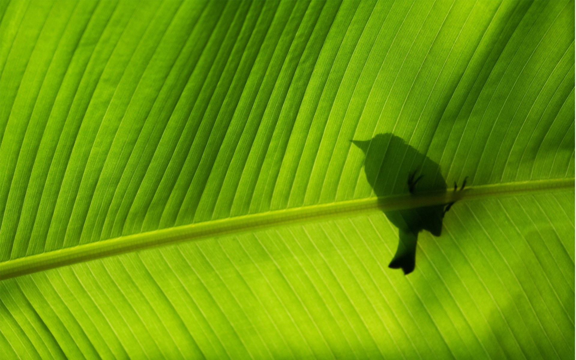 feuille flore banane veine croissance jardin environnement photosynthèse bureau verdure environnement nature ecologie botanique linéaire luxuriante asymétrie cosse gros plan lumière