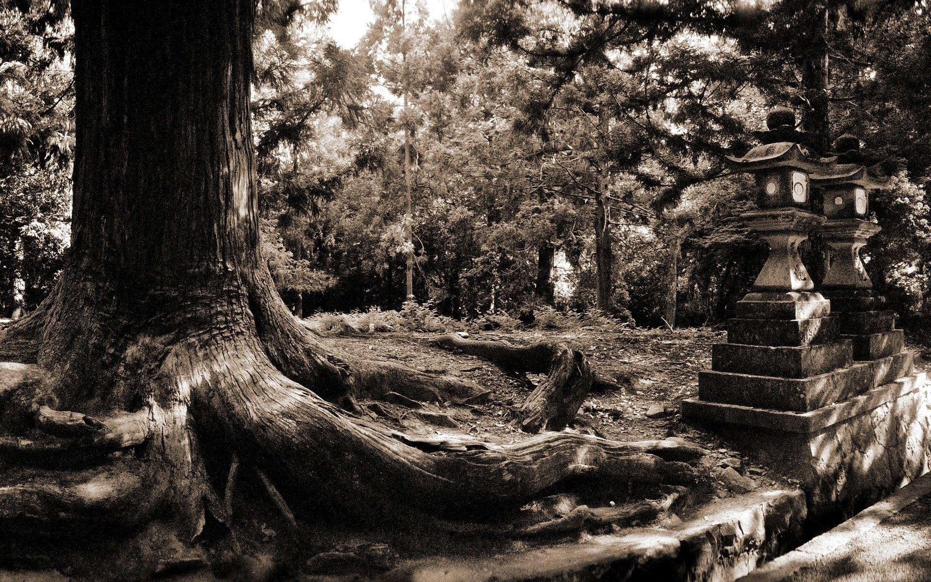 paysage arbre bois nature parc monochrome paysage vieux noir et blanc voyage eau lumière feuille à l extérieur arbres photo