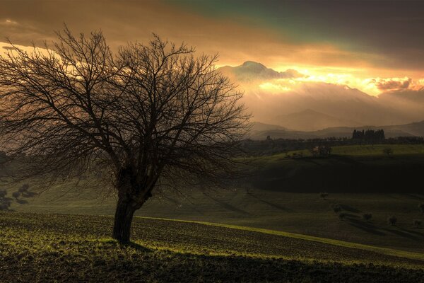 Arbre d automne au coucher du soleil