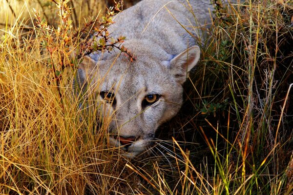 Lionne accroupie dans l herbe jaune