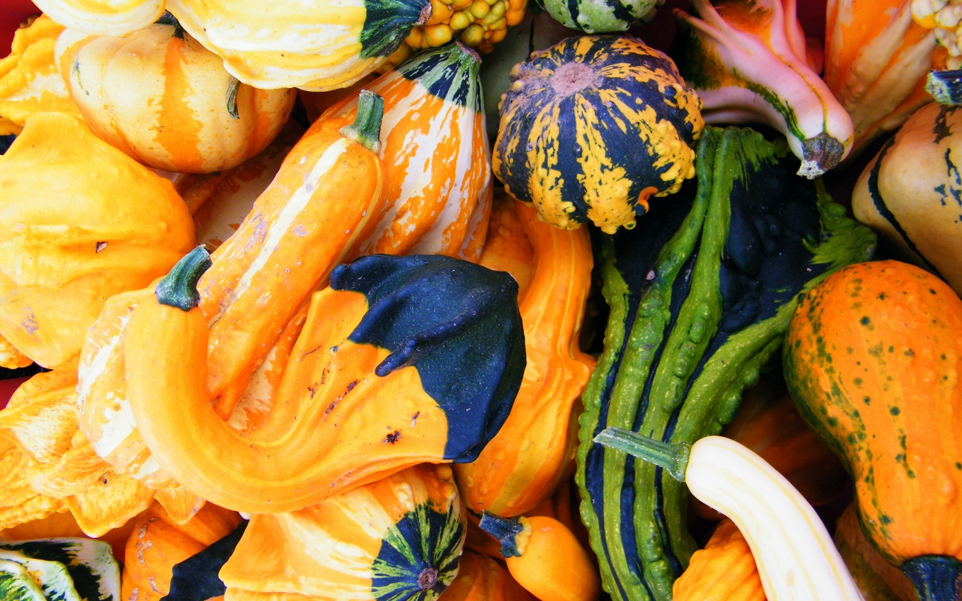 citrouille légume automne nourriture marché grandir pâturage courge action de grâces en bonne santé alimentaire agriculture santé halloween bureau couleur abondance carotte
