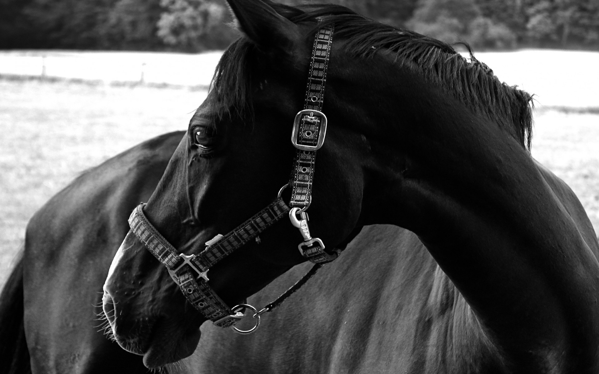 animaux monochrome cavalerie un portrait assis mammifère mare cheval adulte femme concours élevage de chevaux noir et blanc