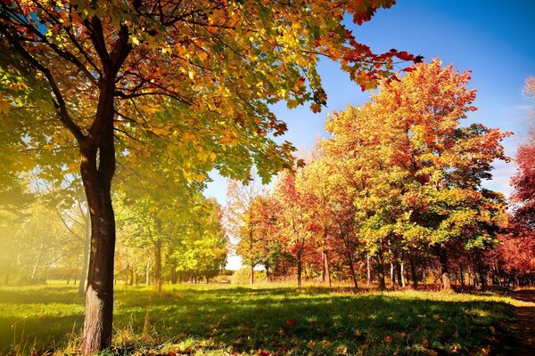 Paysage d automne d arbres panachés