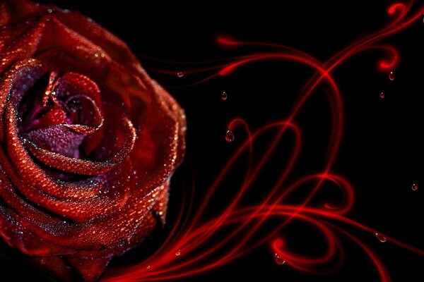 Rose rouge avec des paillettes sur fond noir