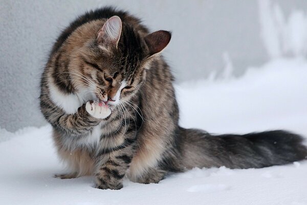 Photo d un chat lavé dans la neige