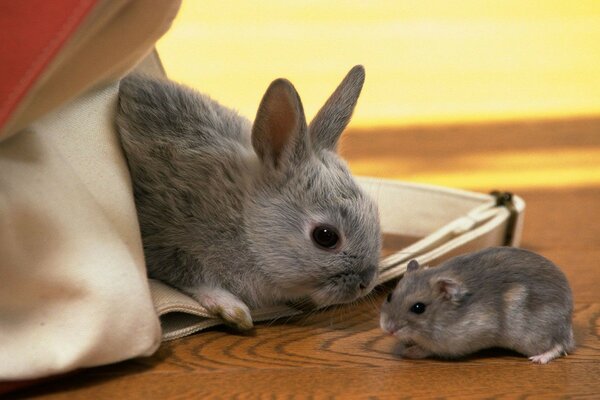 Rencontre lapin et hamster. Familiarité