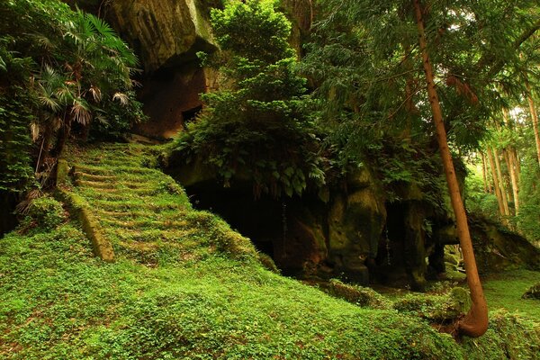 Nature fabuleuse dans la forêt verte