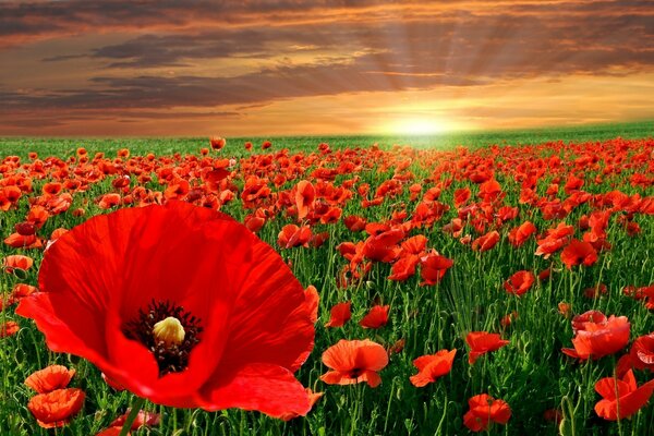 Champ de coquelicots sur fond de coucher de soleil doré