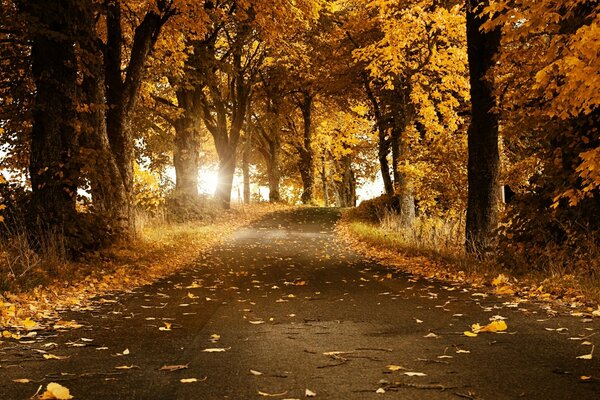 Passerelle dans le parc d automne parmi les arbres