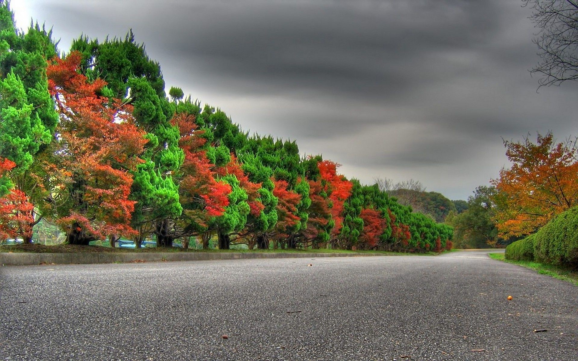 arbres route arbre feuille automne paysage manuel à l extérieur nature parc rue