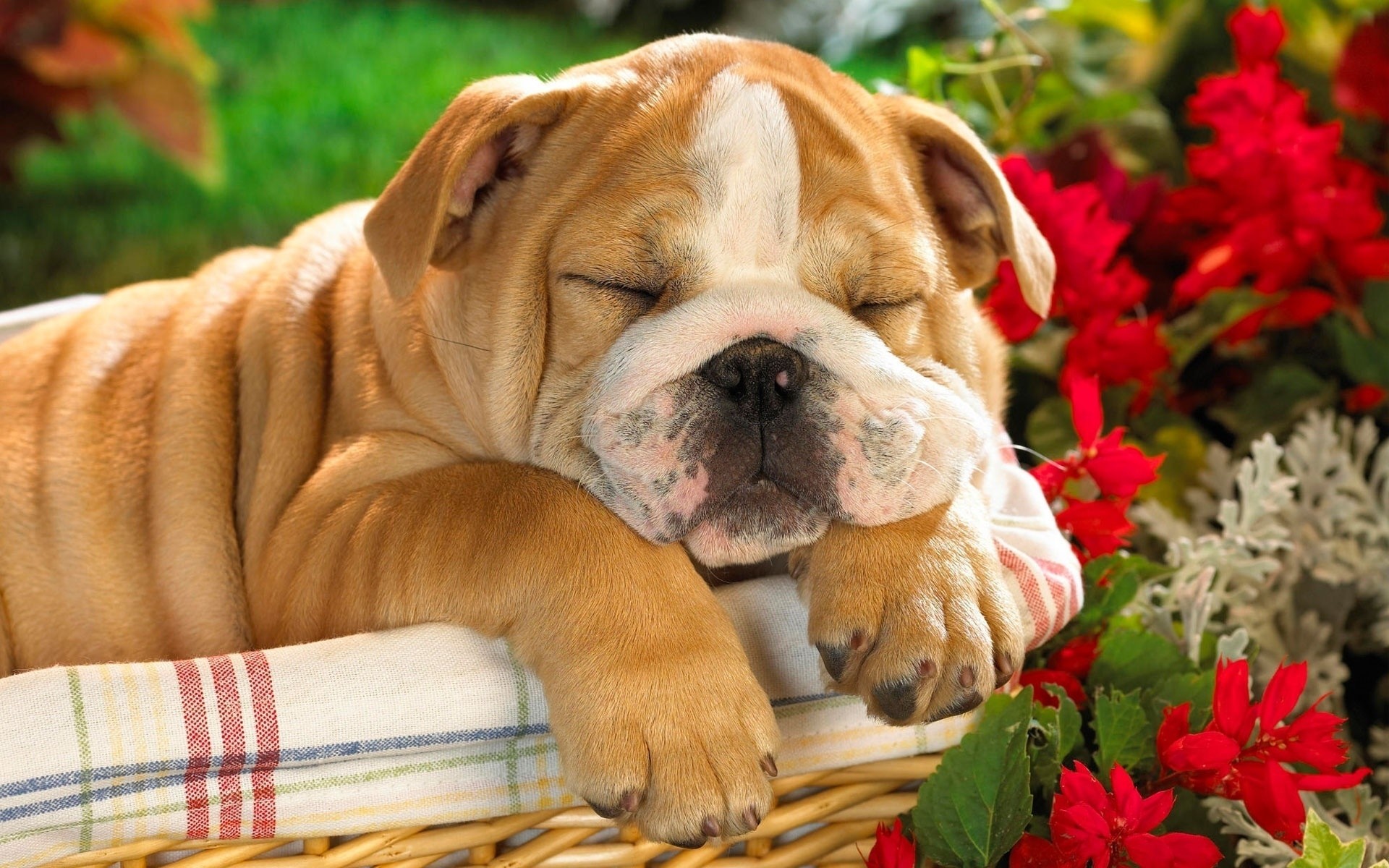 chien chien mignon animal de compagnie mammifère chiot nature cynologue petit domestique animal dock sommeil photo