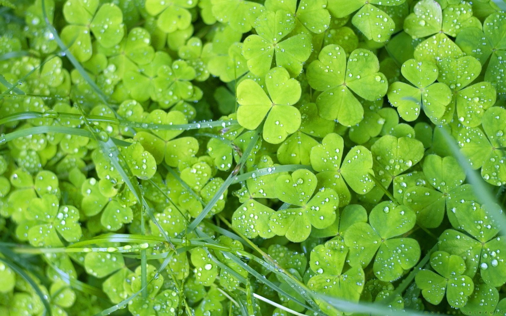 folioles feuille flore nature croissance gros plan mercredi trèfle jardin fraîcheur humide chute bureau luxuriante rosée pluie ecologie couleur été