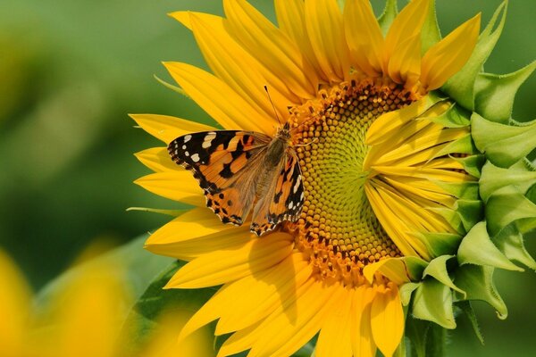 Papillon pollinise un gros tournesol