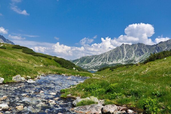 Paysage d une rivière de montagne pure