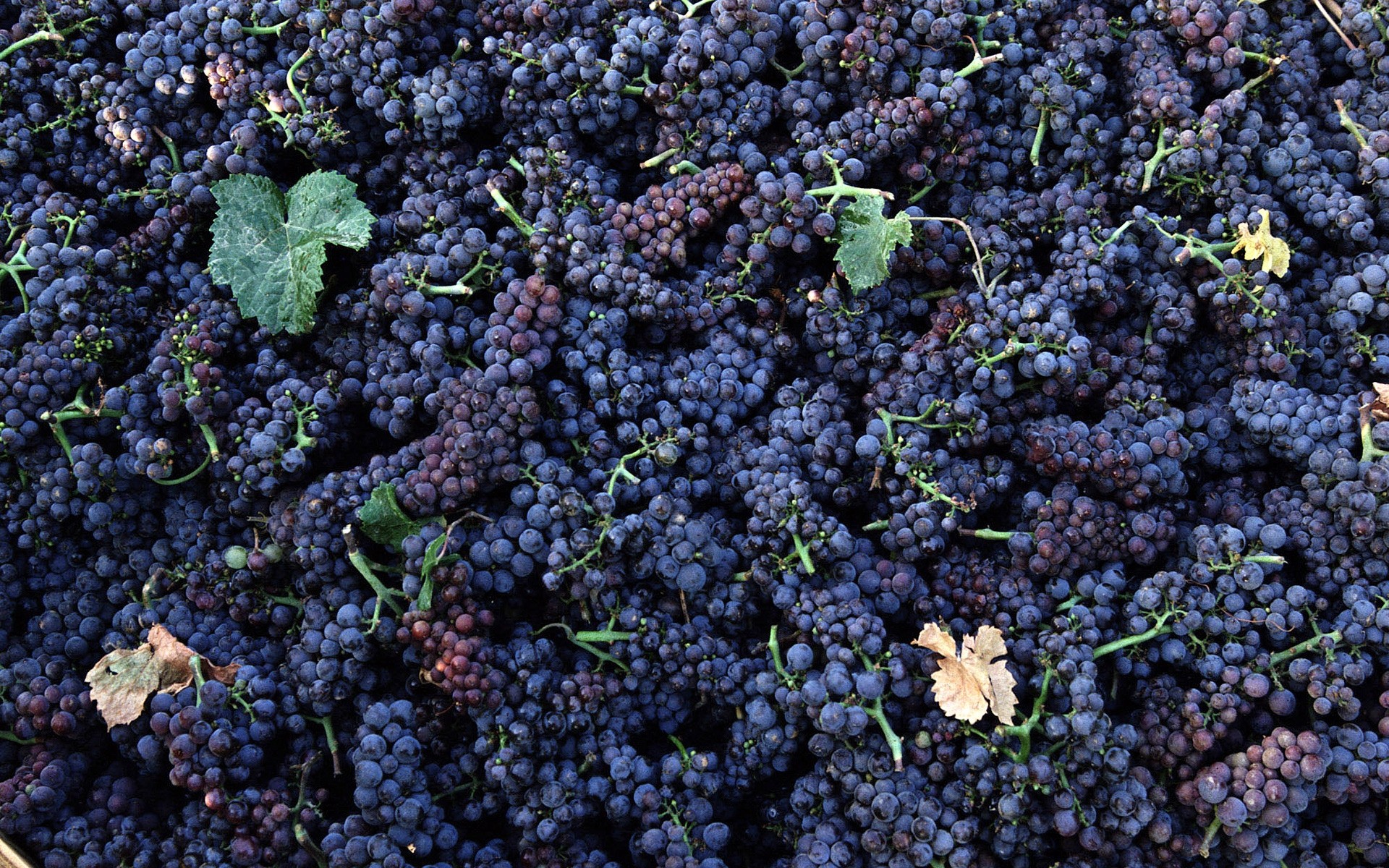 fruits vigne nourriture grandir pâturage baie raisin vignoble agriculture récolte cluster pamplemousse sain juteux pile feuille vin ferme viticulture cave fruits