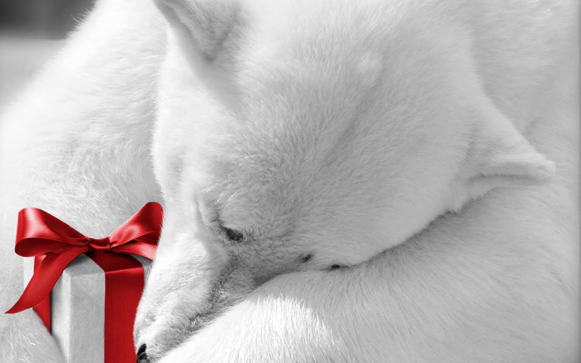 animaux mammifère fourrure animal unique chien mignon animal de compagnie portrait chat noël ours ours polaire ours polaire