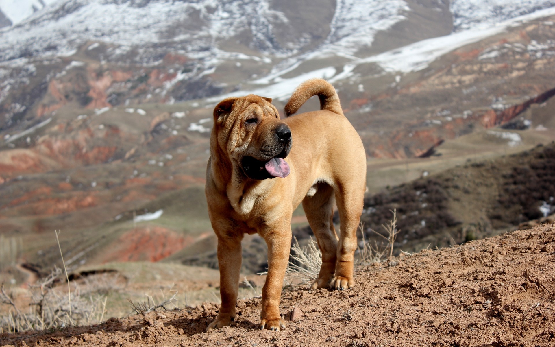 chien chien à l extérieur animal mignon mammifère nature animal de compagnie portrait seul s asseoir petit