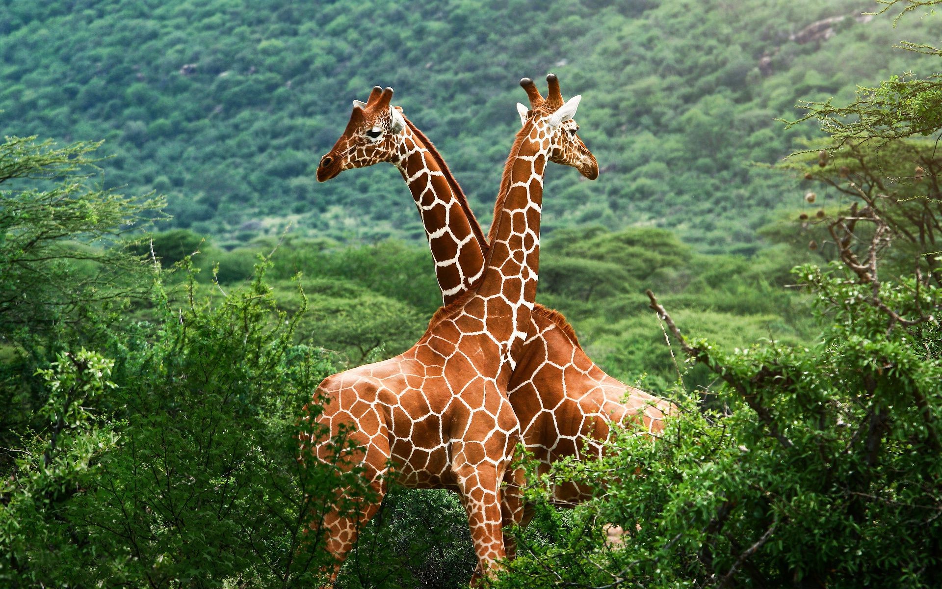 girafes nature sauvage en plein air bois parc la faune
