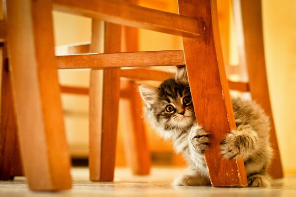 Chaton mignon gratte les meubles