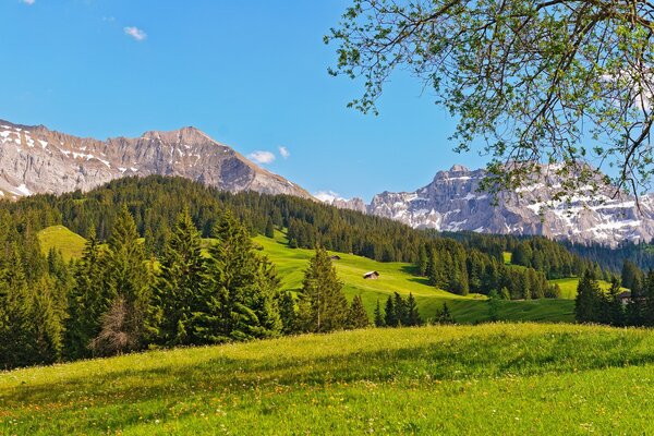 Prairie avec des arbres verts sur fond de montagnes enneigées