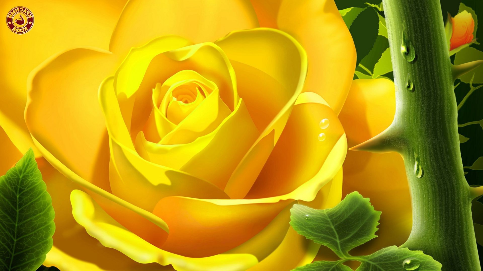 roses nature fleur feuille couleur flore belle bureau lumineux floral été