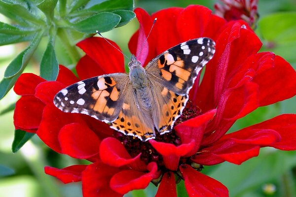 Papillon assis sur une fleur rouge