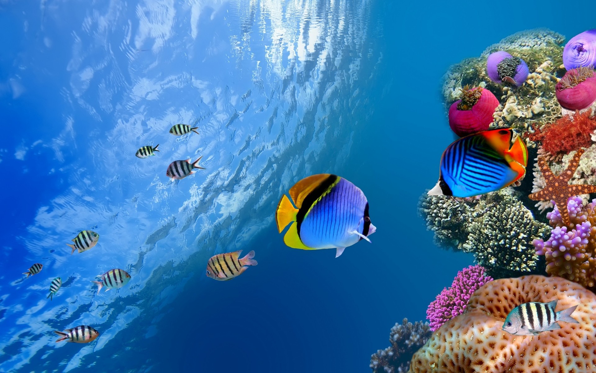 sous-marin poissons corail récif océan eau tropical plongée aquarium mer natation profonde marine la nature plongée en apnée sous-marin invertébrés la faune profondeur un avec de l eau