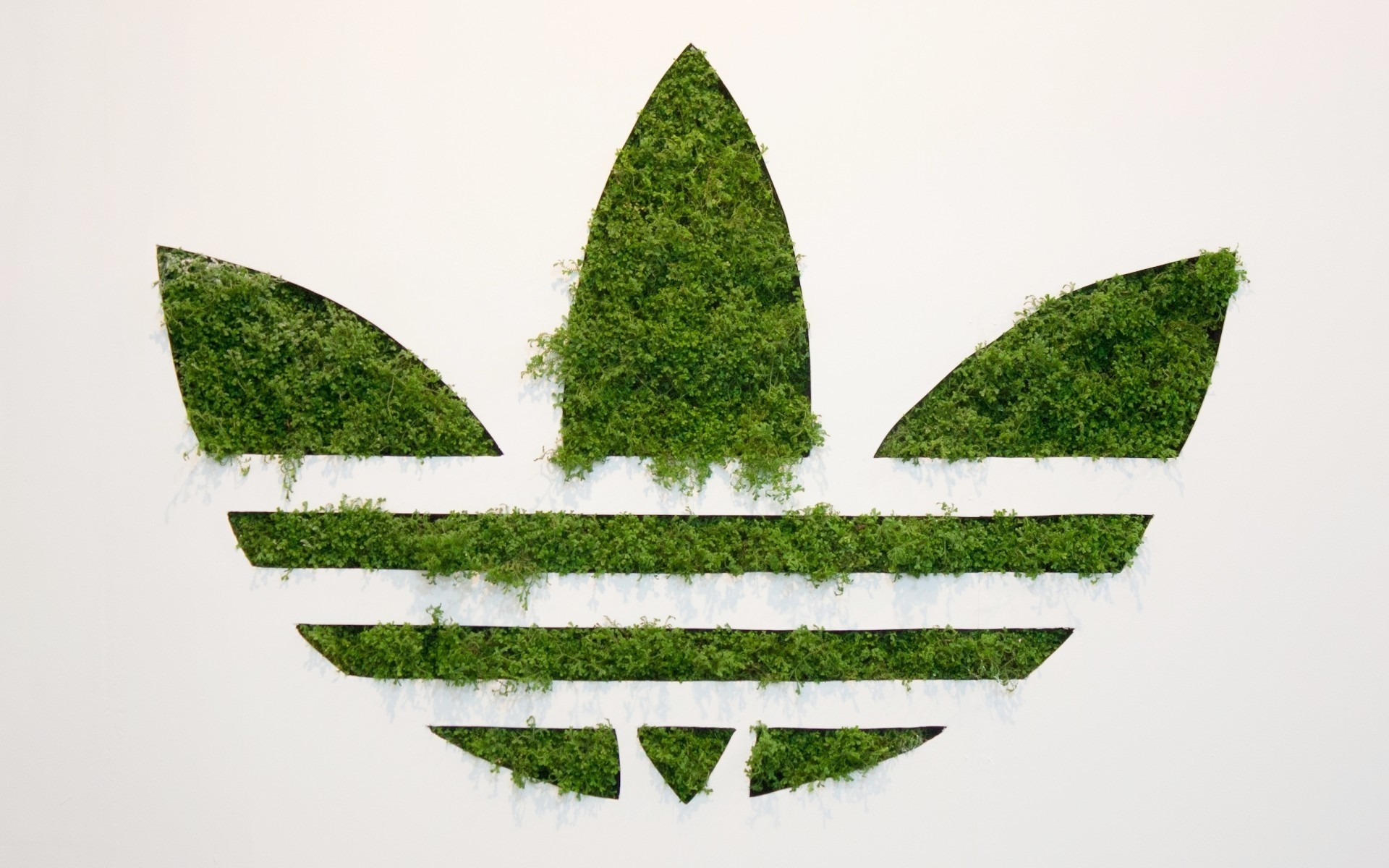 arbre nature feuille herbe flore bureau symbole logo vert eco adidas marque adidas