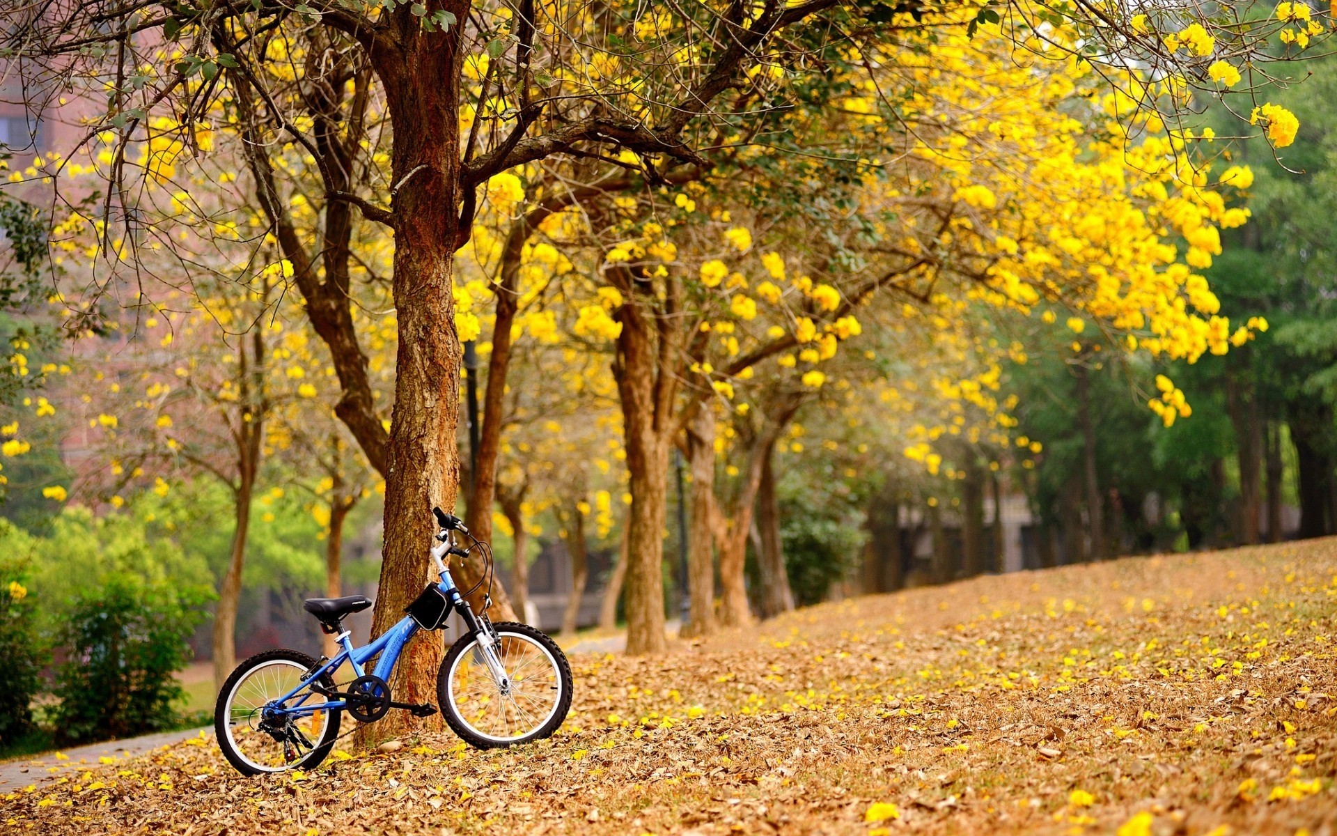 paysage automne arbre feuille nature bois saison parc à l extérieur flore paysage route branche couleur environnement forêt