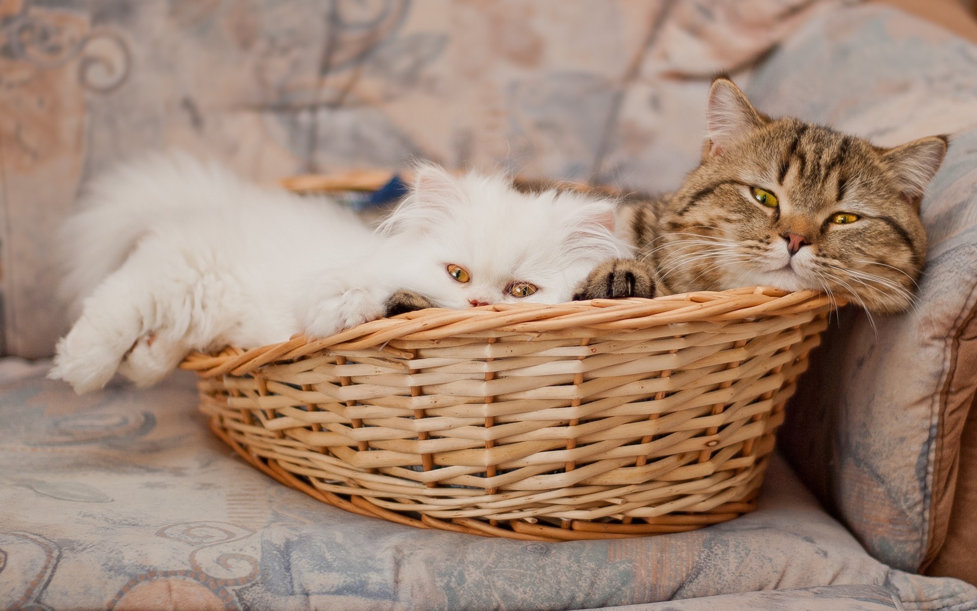 chat chat chaton panier animal mignon animal mammifère fourrure portrait domestique vers le bas oeil tabby jeune nature un aperçu s asseoir cheveux kitty