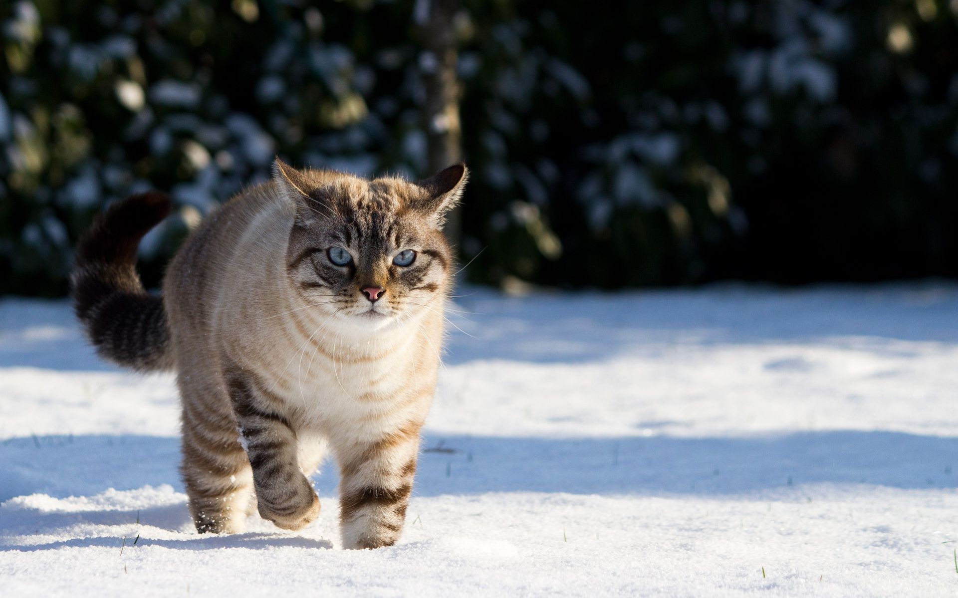 chats mammifère chat hiver portrait neige animal de compagnie unique animal à l extérieur nature mignon