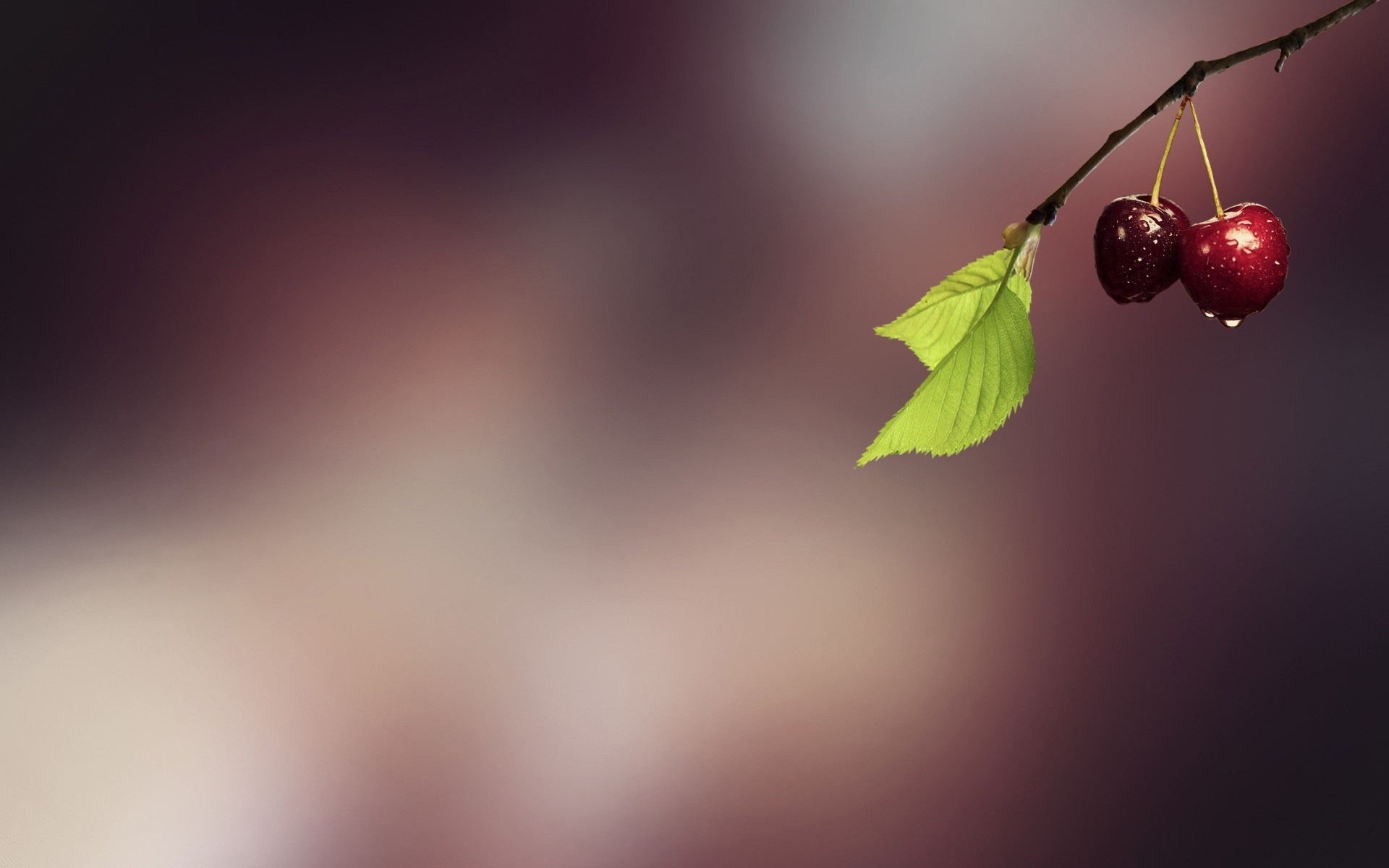 flou nature feuille résumé art cerises fruits