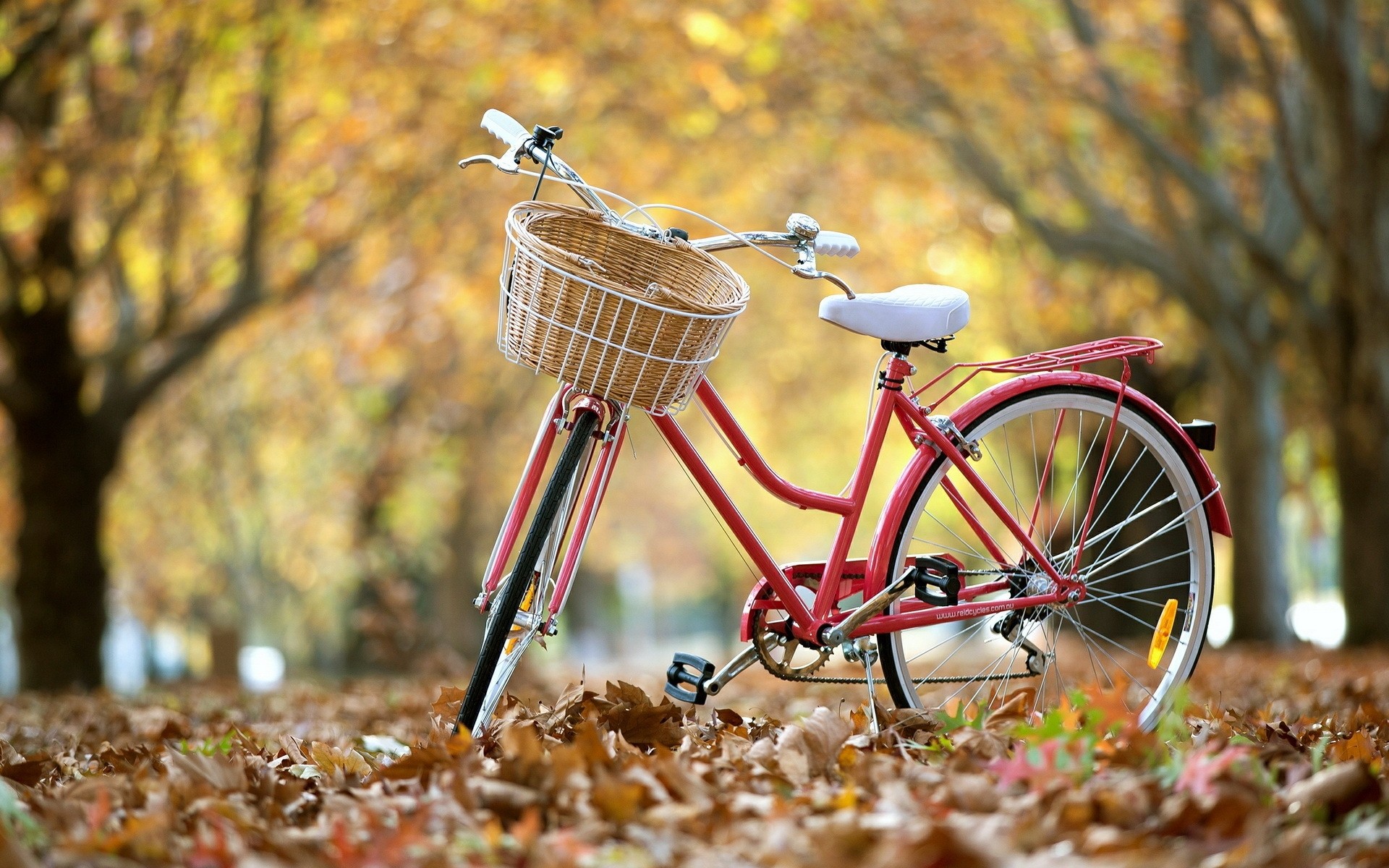 nature automne à l extérieur bois roue bois été vélo parc herbe saison forêt vélo classique