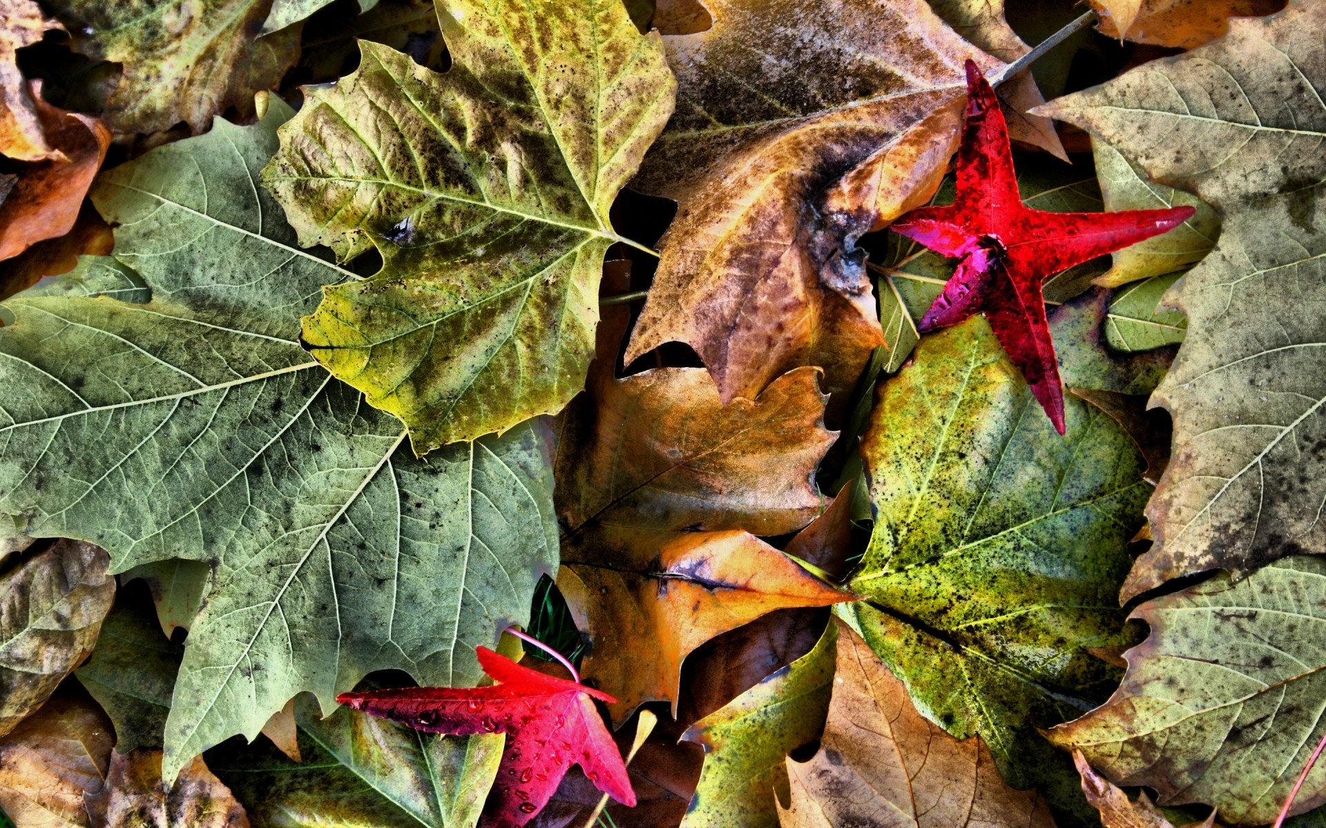 automne feuille automne saison flore nature arbre couleur gros plan bureau lumineux bois décoration à l extérieur sol environnement jardin érable texture drh feuilles