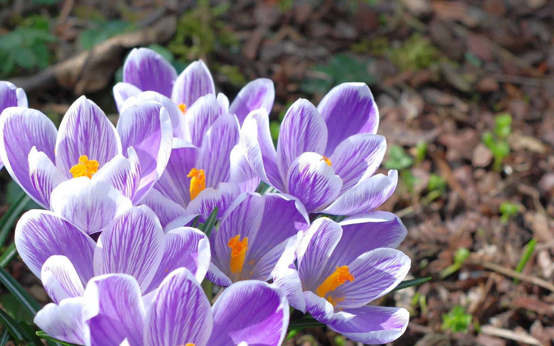 fleurs nature fleur flore jardin floral feuille bluming pétale été couleur crocus saison belle gros plan lumineux croissance à l extérieur parc herbe