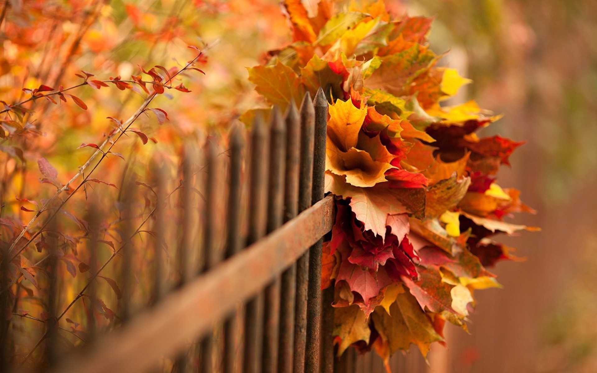 automne feuille nature à l extérieur couleur flore saison arbre fleur or bois lumineux feuilles magnifique paysage