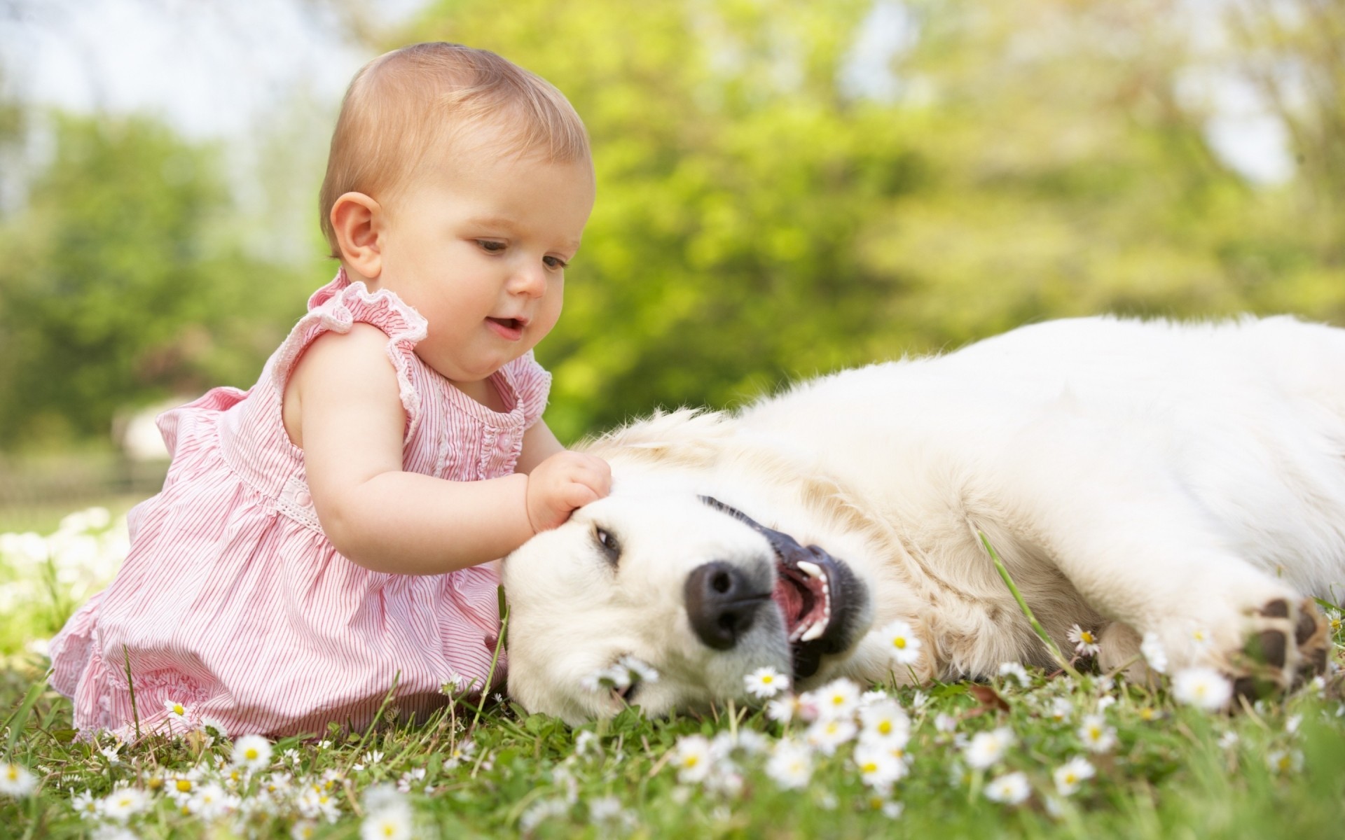 mignon peu herbe nature enfant enfant été à l extérieur parc plaisir amour foin pelouse chien fleurs